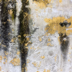 Bolor no apartamento: como se livrar dele e como evitar que volte a aparecer